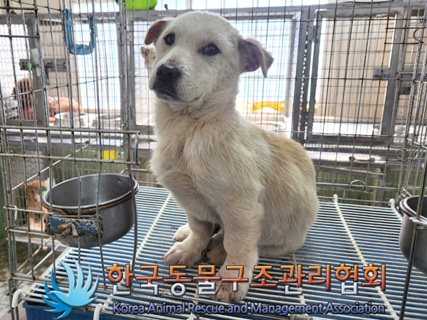 한국동물구조관리협회_441560202300335